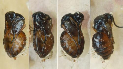 Aulacidea hieracii